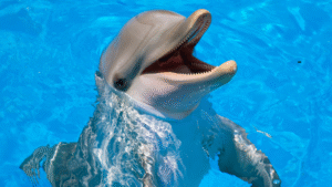15 Fun And Fascinating Dolphin Facts For Kids 