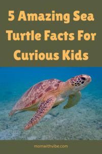 5 Amazing Sea Turtle Facts for Curious Kid