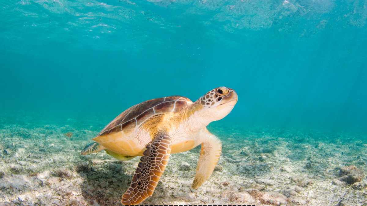 5 Amazing Sea Turtle Facts for Curious Kid