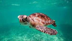 5 Amazing Sea Turtle Facts for Curious Kid