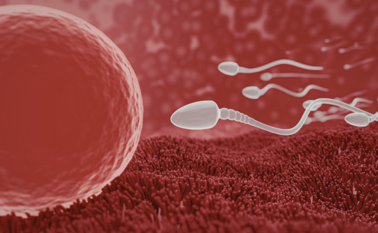 Where Does Fertilization Occur 7 Things to Know