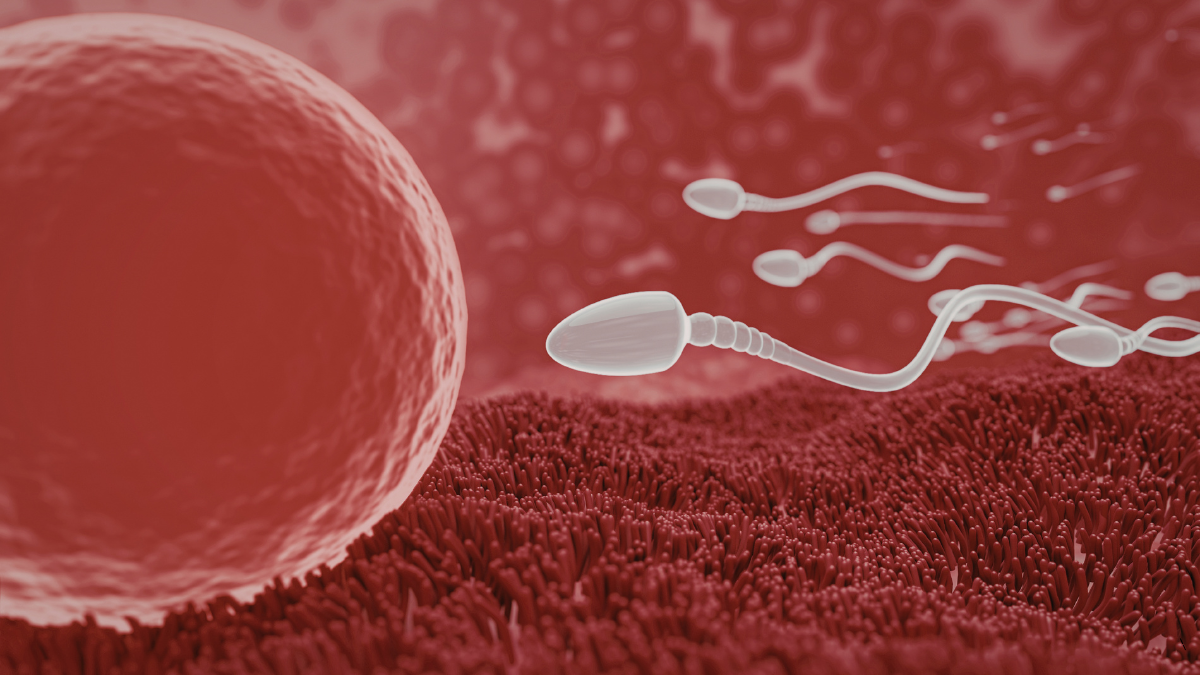 Where Does Fertilization Occur 7 Things to Know